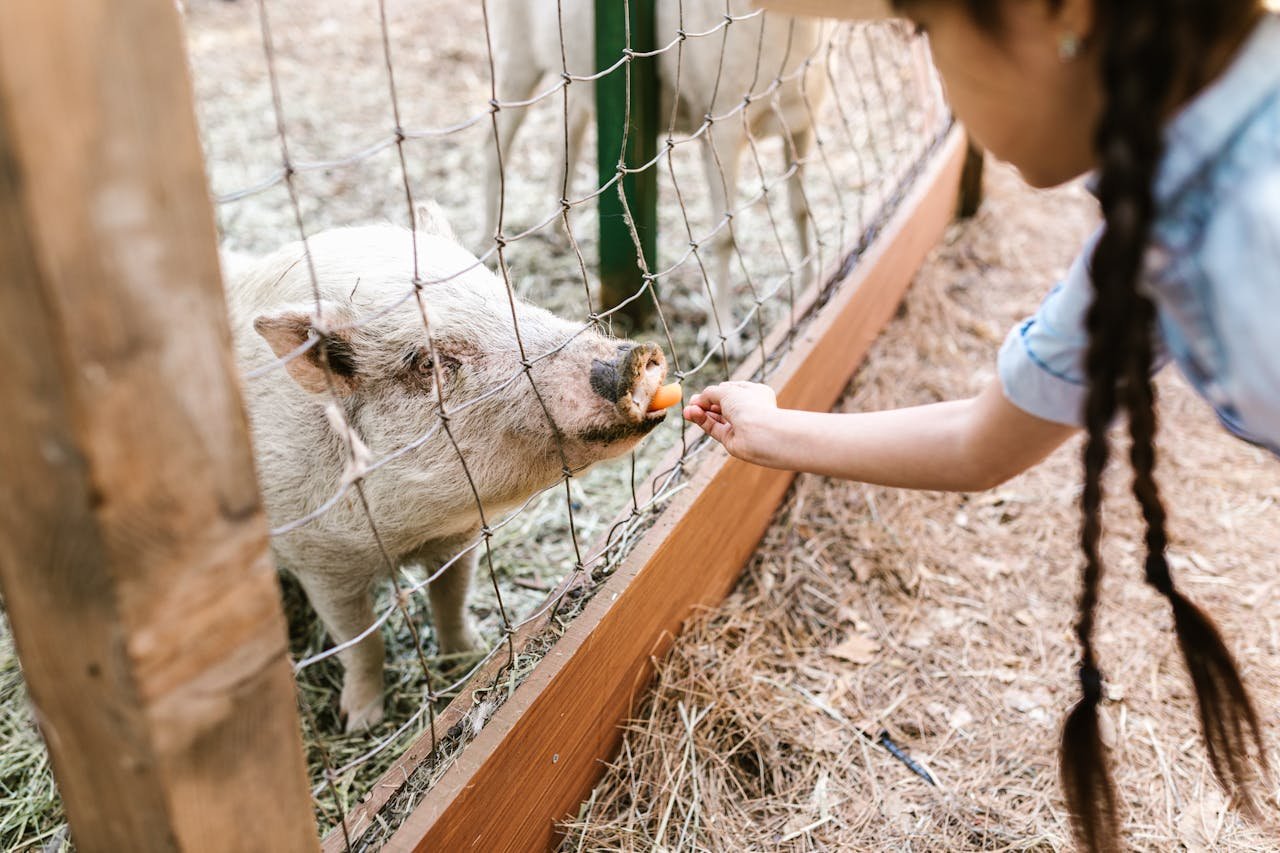 A young girl feeds a pig through a wire fence on a sunny farm day.